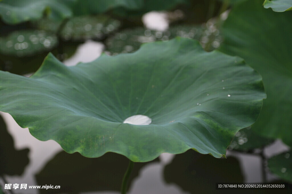 荷叶上的晶莹水珠