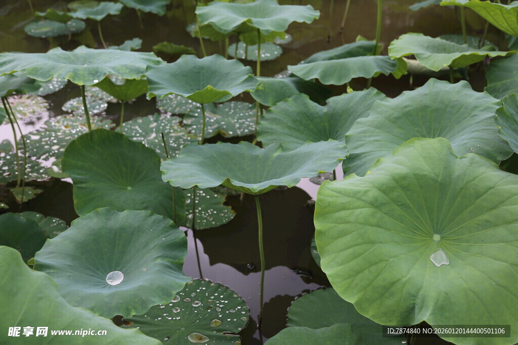 荷叶田田 尽显夏日生机