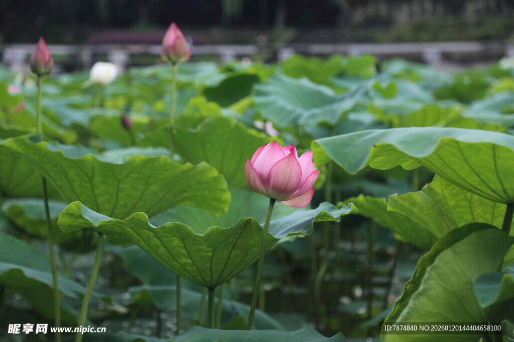 荷塘中绽放的娇艳荷花
