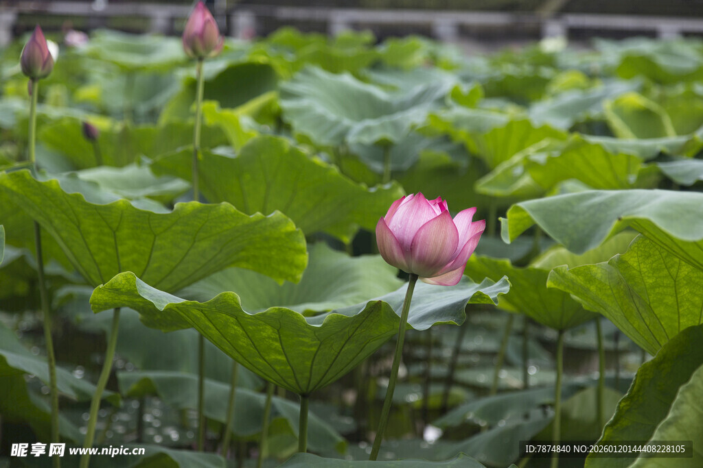 荷塘中绽放的娇艳荷花