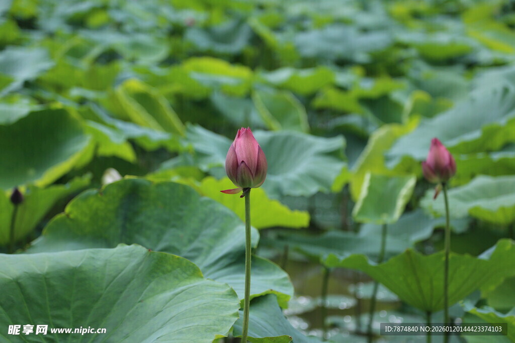荷塘中绽放的娇艳荷花