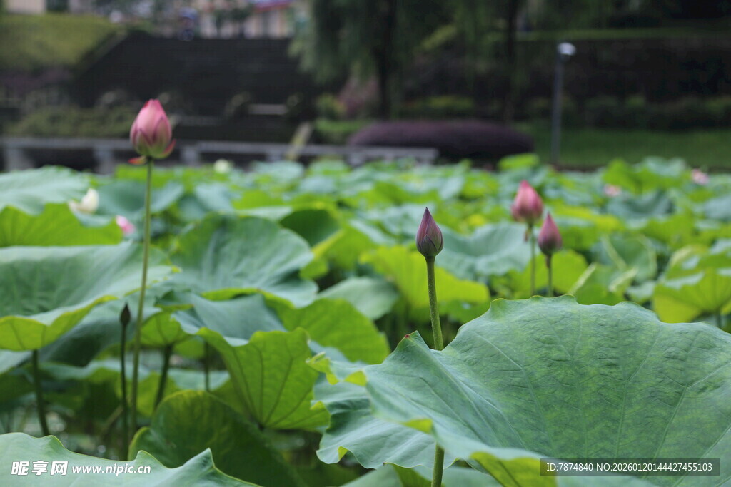 夏日荷塘荷花荷叶美景