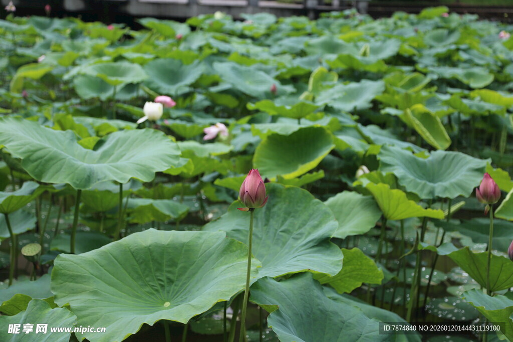 荷塘荷花荷叶美景