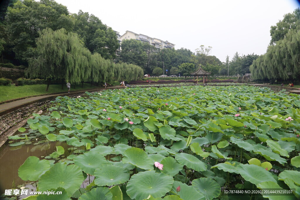 夏日荷塘绿意浓