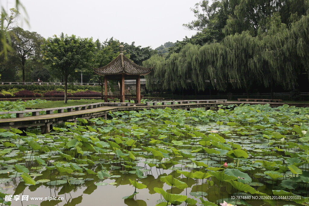 荷塘中的古朴凉亭景观