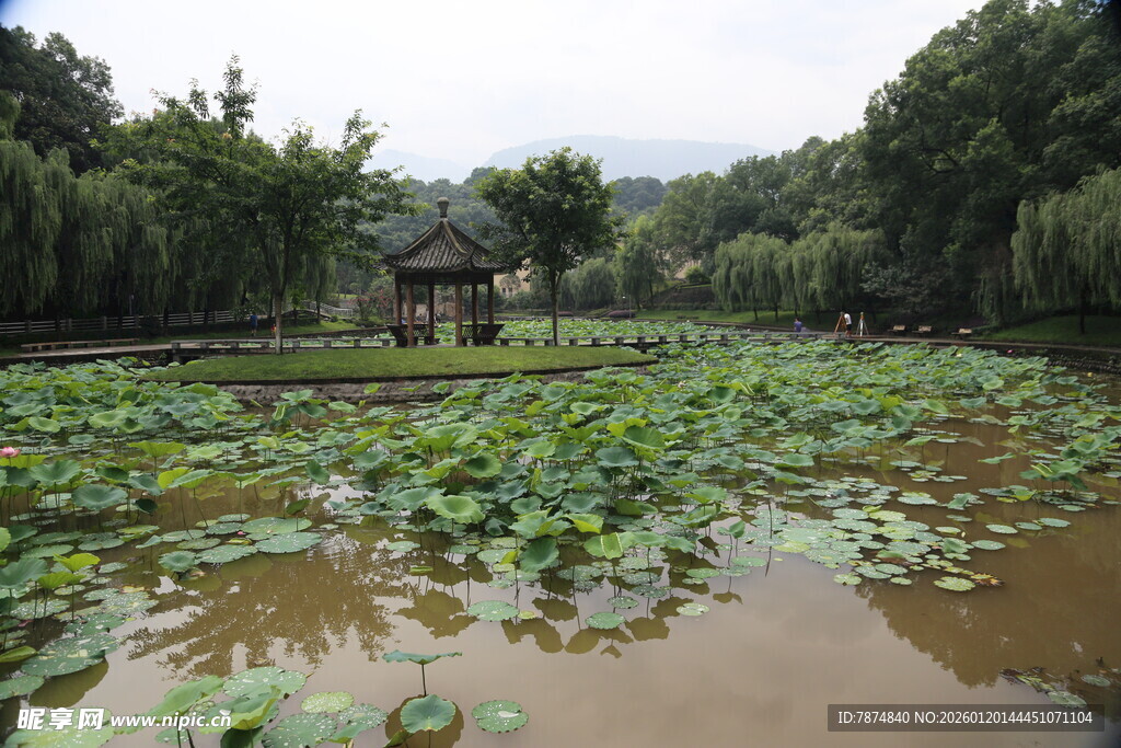 夏日荷塘景色