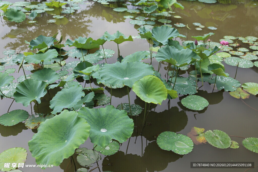 池塘中的荷叶景观