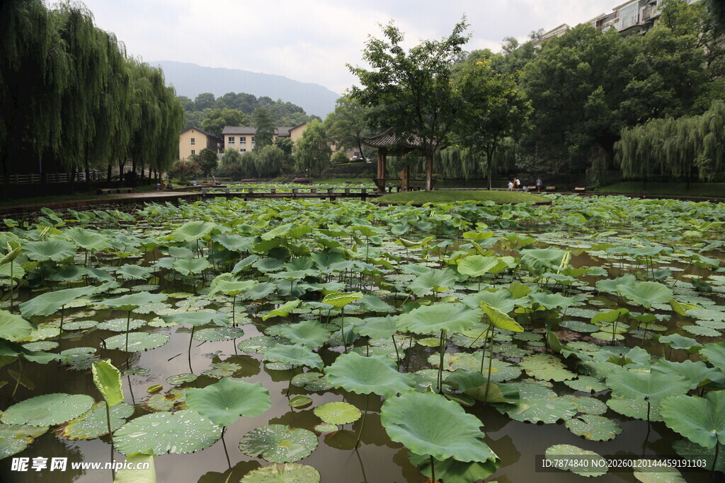荷塘绿意 自然静谧之景