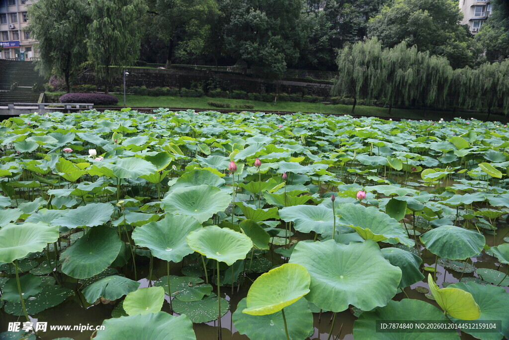 夏日荷塘绿意盎然