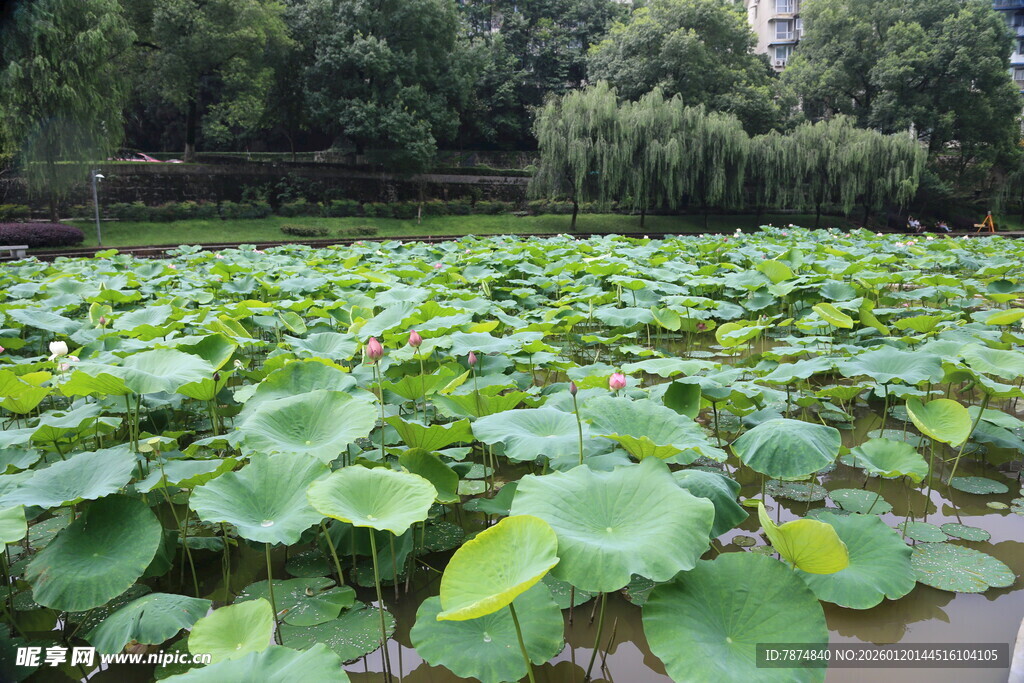 夏日荷塘荷叶茂盛景象
