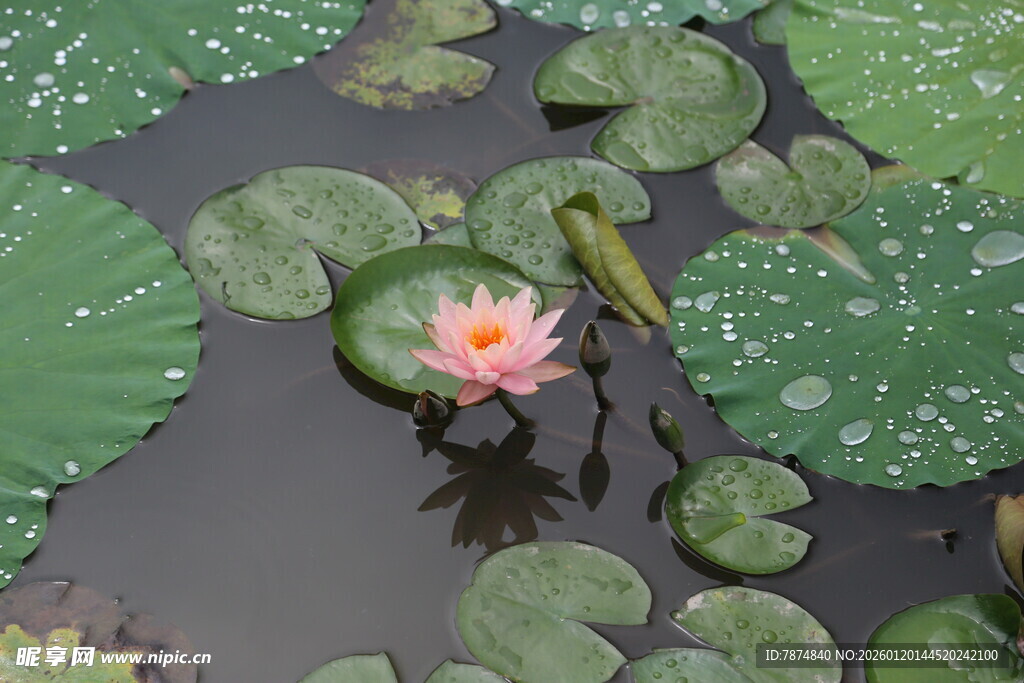 水中绽放的娇艳粉色睡莲
