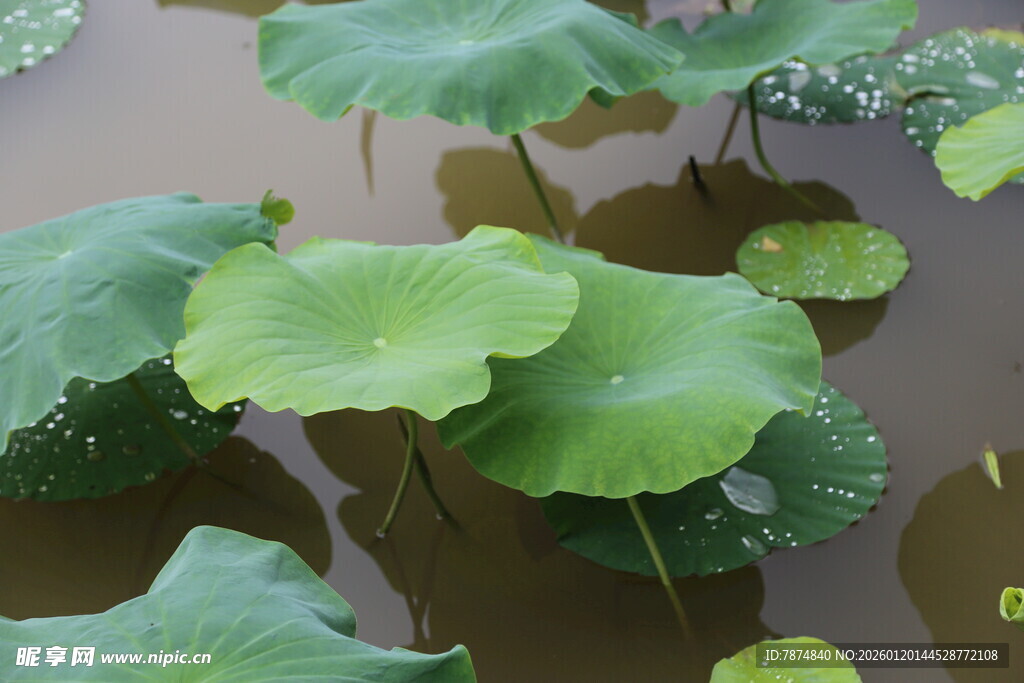 池塘中舒展的翠绿荷叶