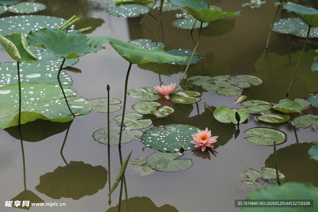 荷塘中的娇艳荷花与荷叶