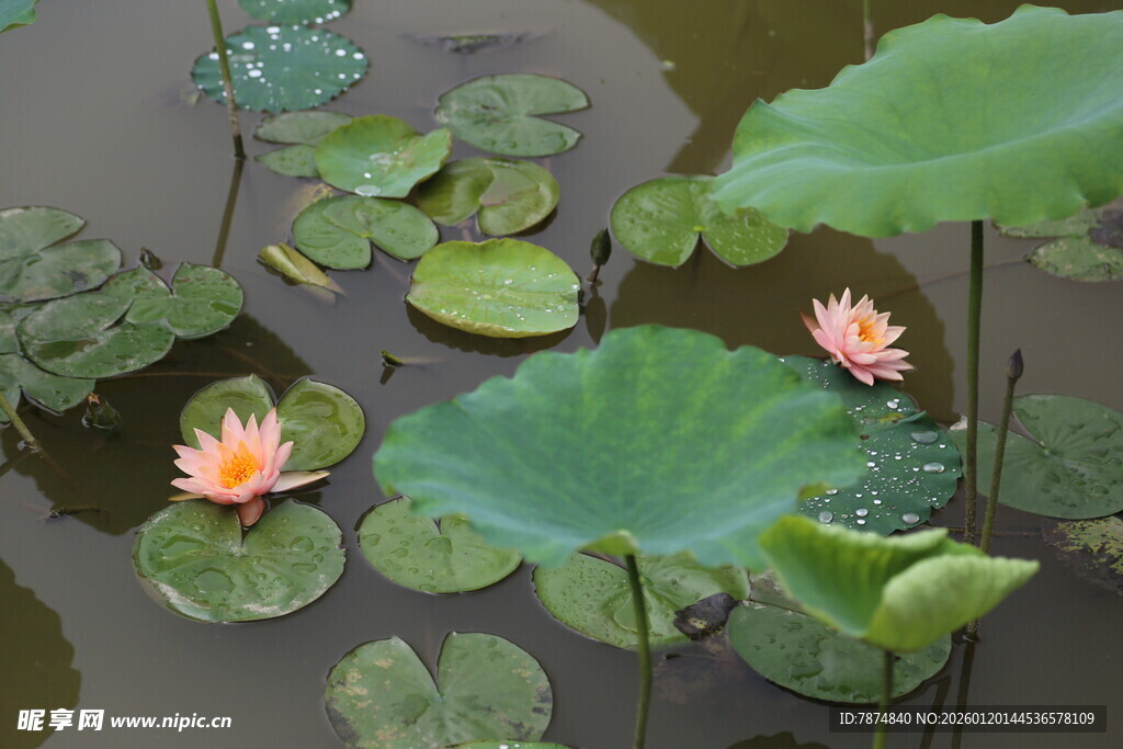 池塘中的睡莲与荷叶