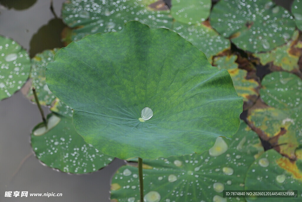 荷叶上的晶莹水珠