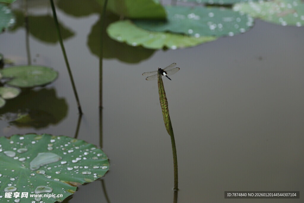 荷叶间的蜻蜓