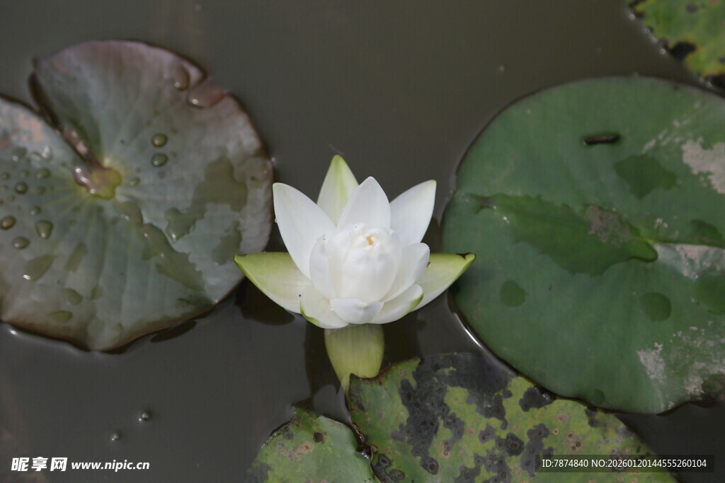 水中白睡莲 静美如画