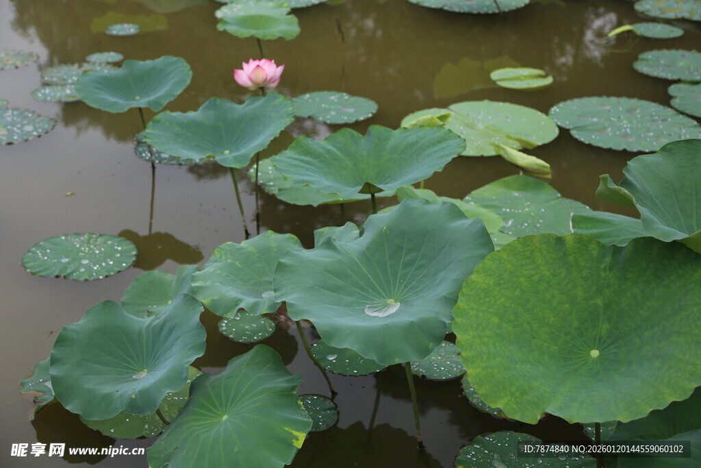 荷塘中绽放的粉色荷花