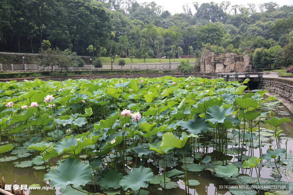 荷塘绿意 自然静谧之景