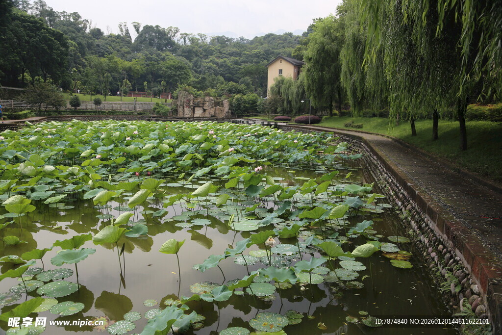 池塘荷叶景观