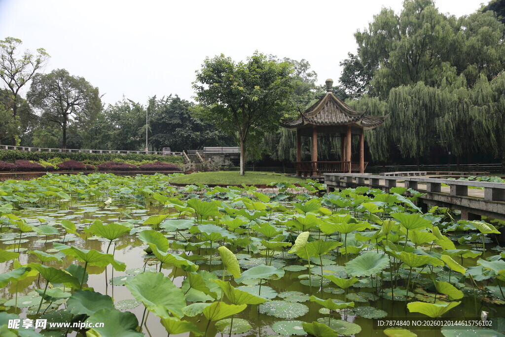 荷塘美景中的中式凉亭