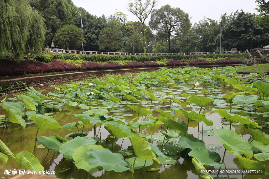 夏日荷塘绿意浓