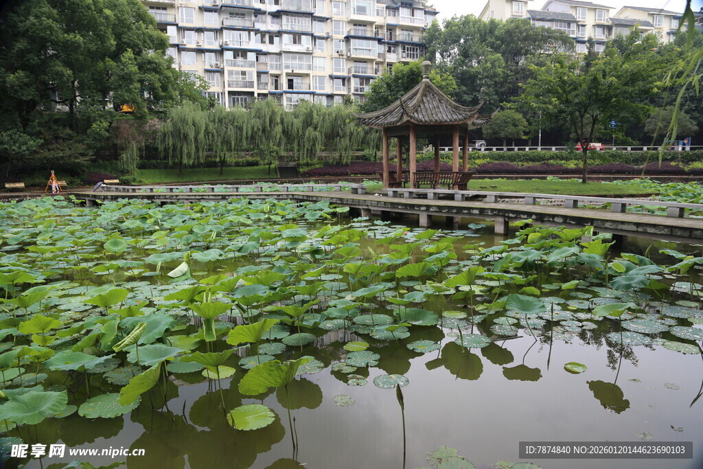 湖畔荷景中的古典凉亭