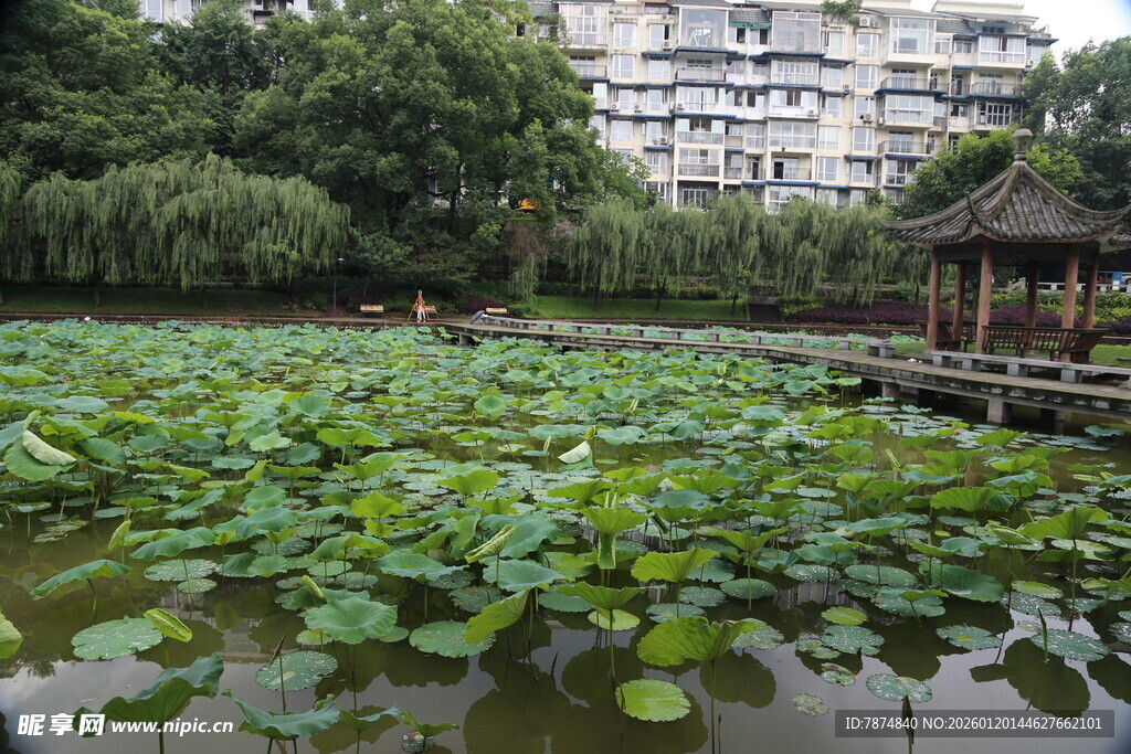 荷塘畔的中式景致