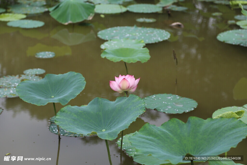 水中绽放的娇艳荷花