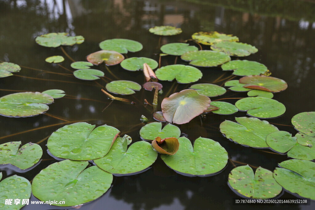 池塘中的睡莲叶片
