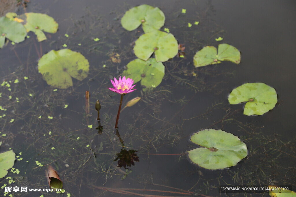 水中绽放的娇艳粉色睡莲