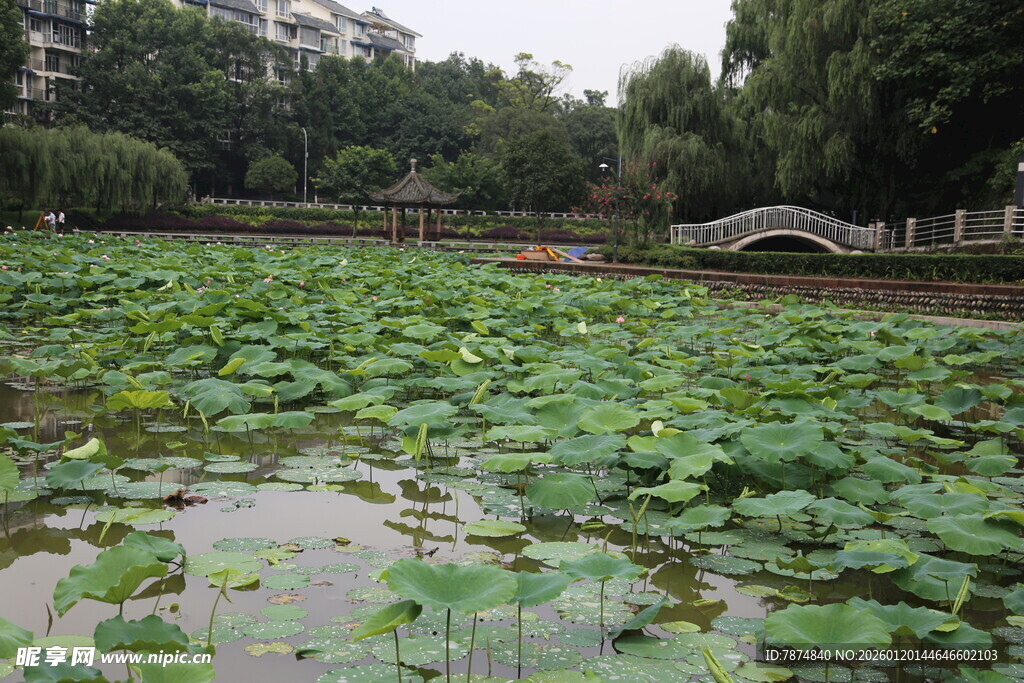 荷塘绿意 石桥静立