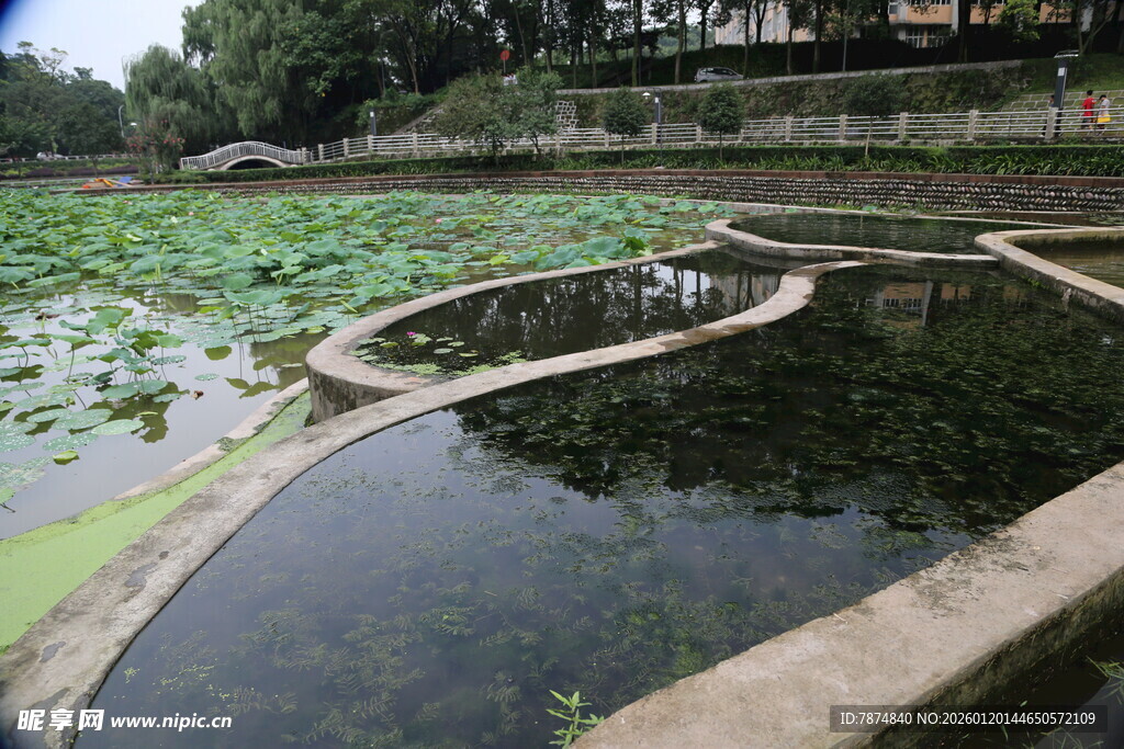 荷塘边的清幽景致