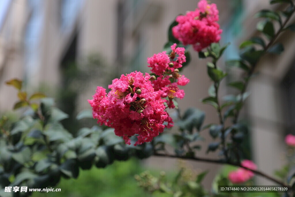 娇艳盛开的粉色花卉
