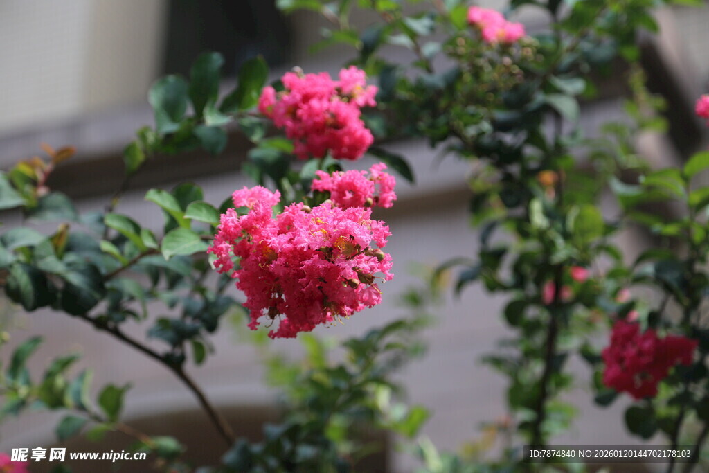 娇艳盛开的粉红色花朵