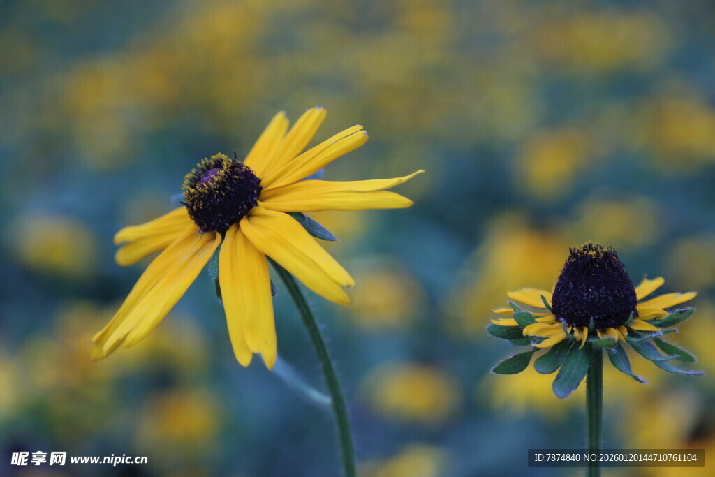 田野中的美丽黑心金光菊