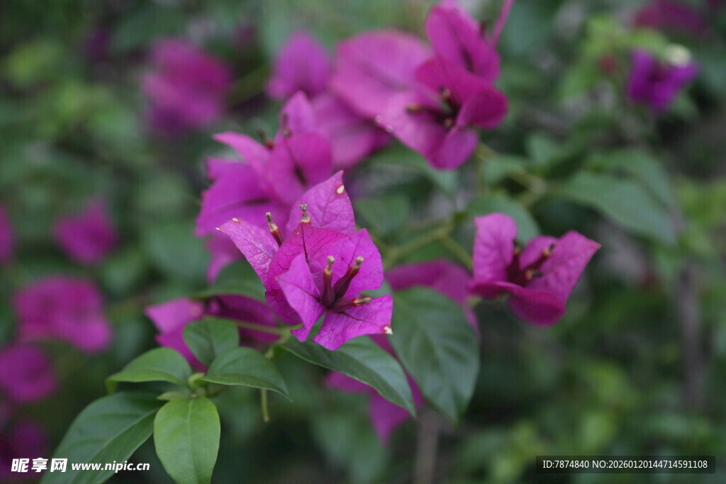 娇艳三角梅绽放