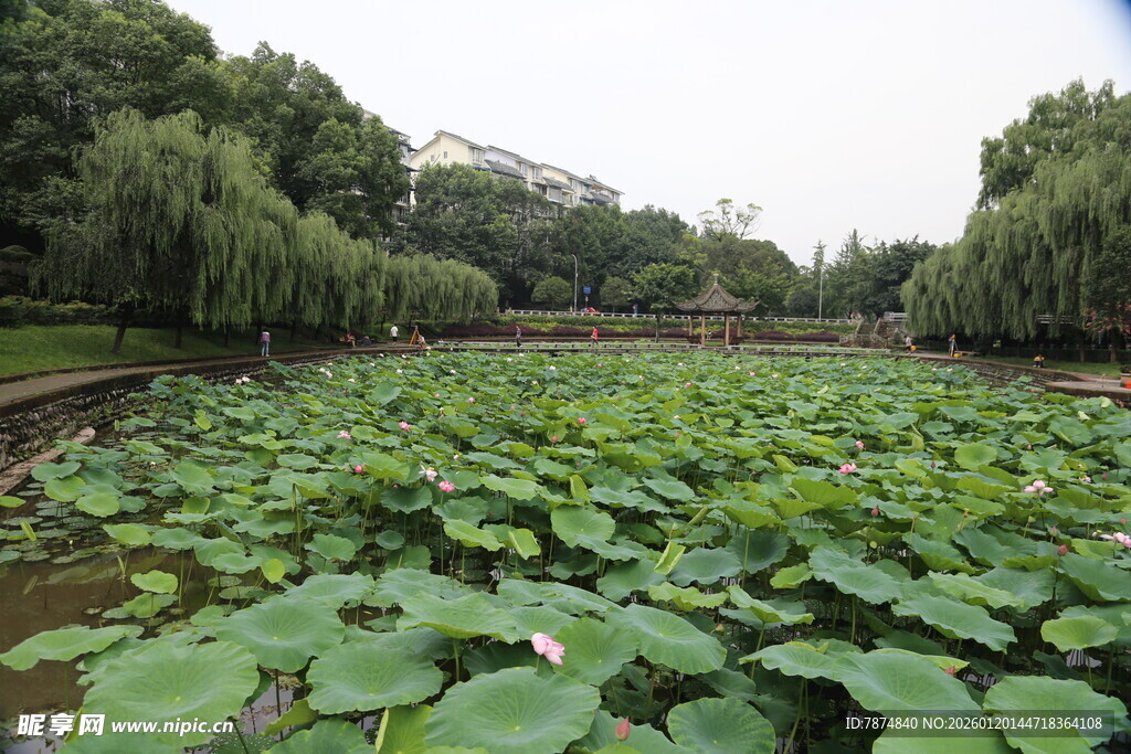 夏日荷塘绿意盎然