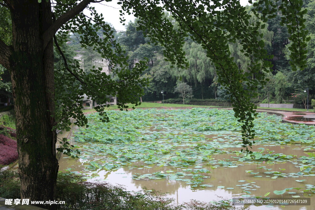 夏日荷塘绿意浓