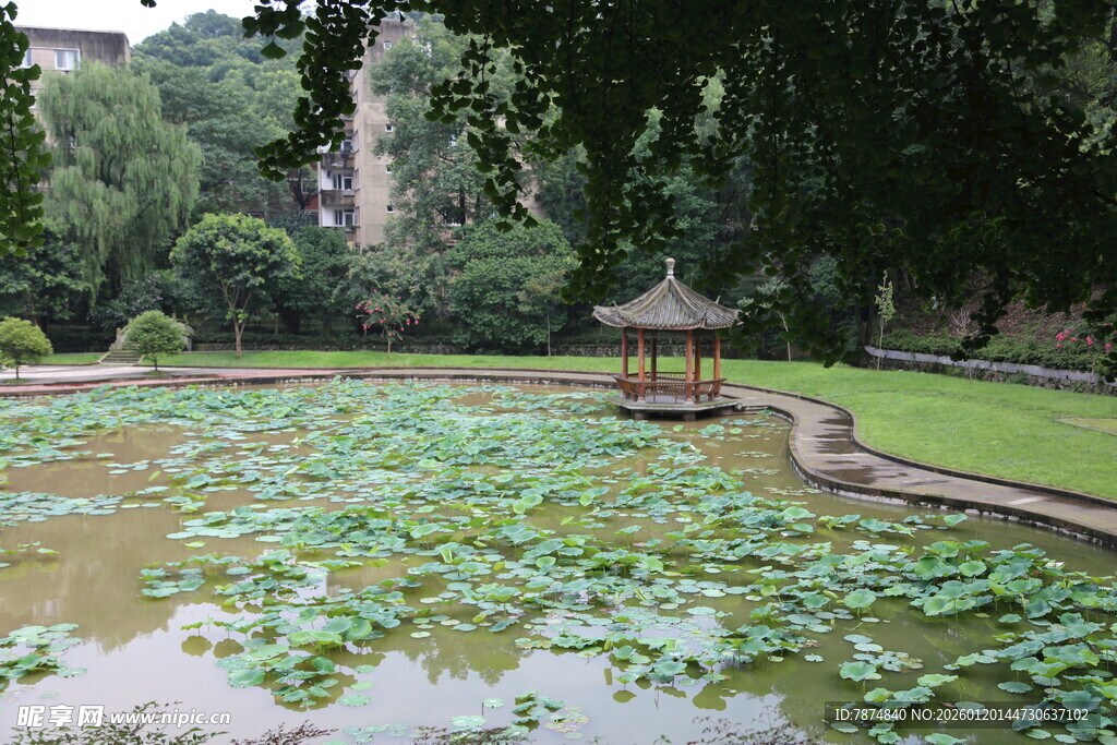 中式池塘荷花与亭景