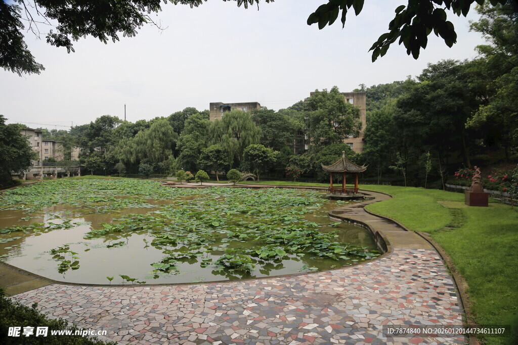 池塘荷花景观 绿意盎然
