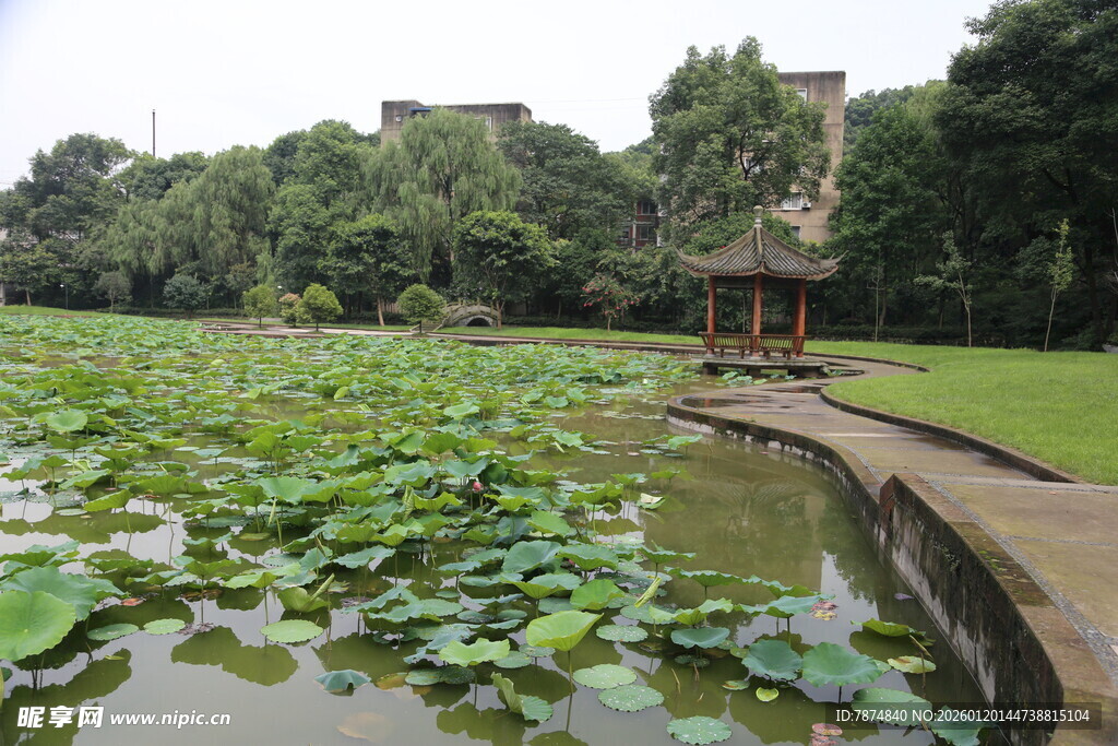 荷塘畔的古典景致