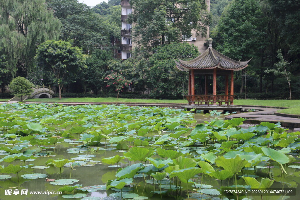 荷塘中的古典凉亭