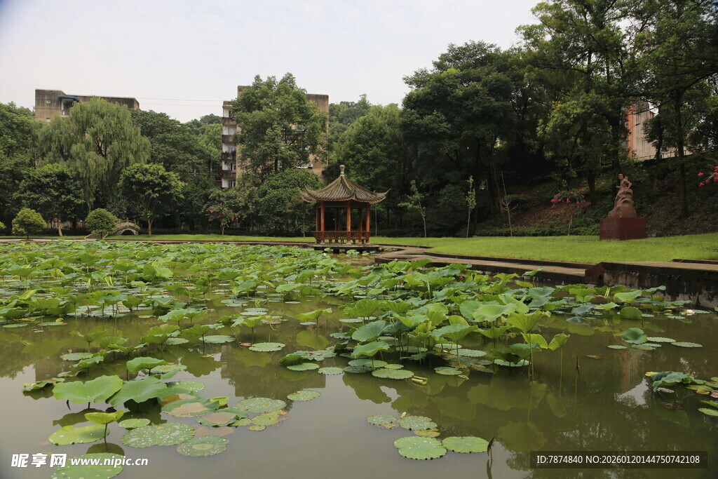 荷塘绿意 静谧的自然景致