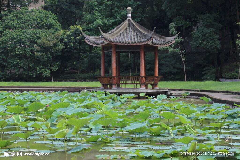 荷塘中的中式古典凉亭