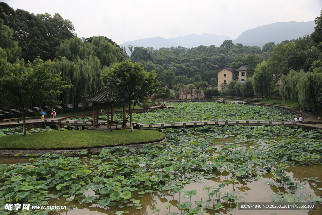 夏日荷塘畔的自然风光
