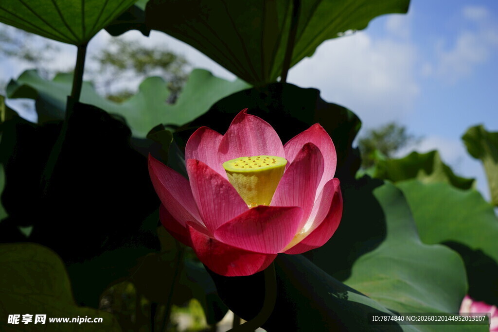 娇艳盛开的粉色荷花