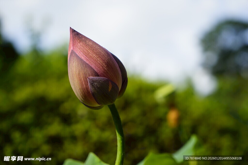 含苞待放的娇艳荷花