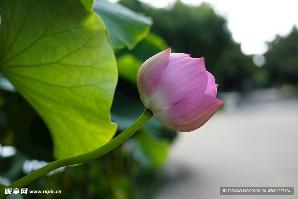 含苞待放的娇艳荷花