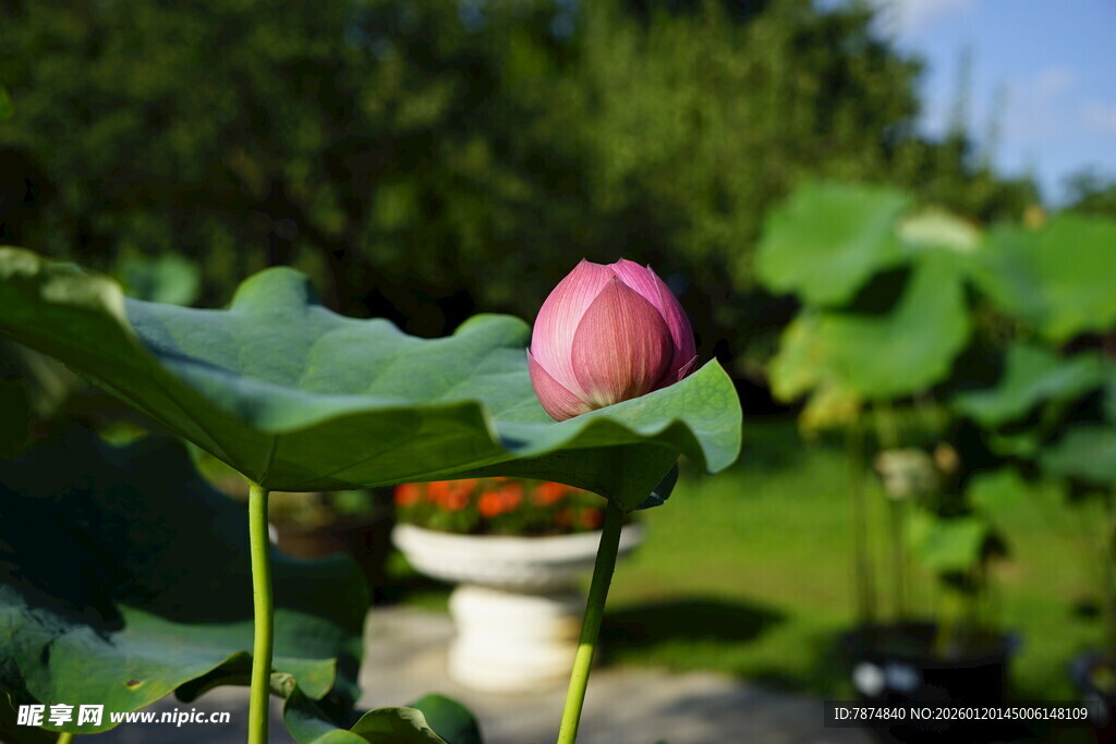 含苞待放的娇艳荷花